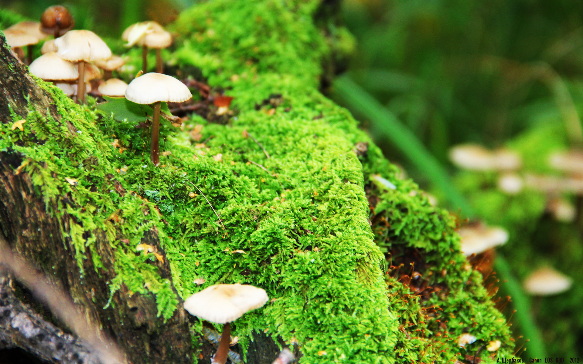 开云网页版-中国网球队冲击大满贯，张之臻斩获突破胜利，张之臻网球视频