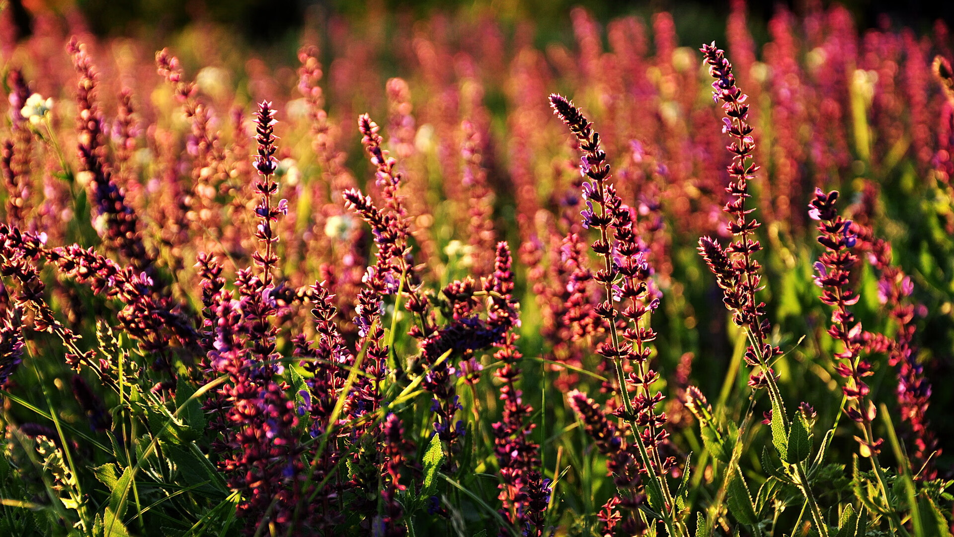 北京首钢战胜深圳男篮,继续胜利,北京首钢和深圳男篮现在比分是多少_