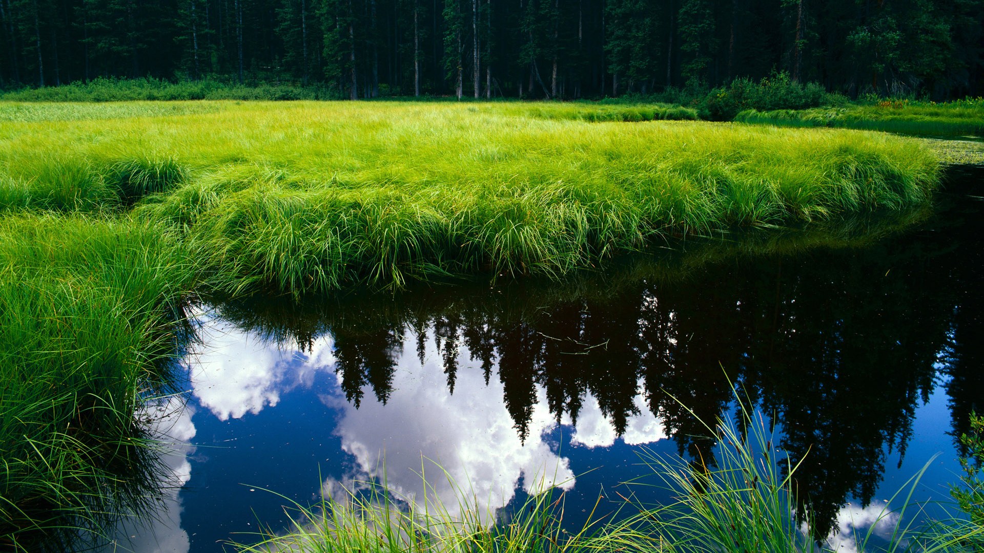 比利时队连续第五次晋级欧洲杯,称霸射手榜,比利时欧洲杯大名单公布