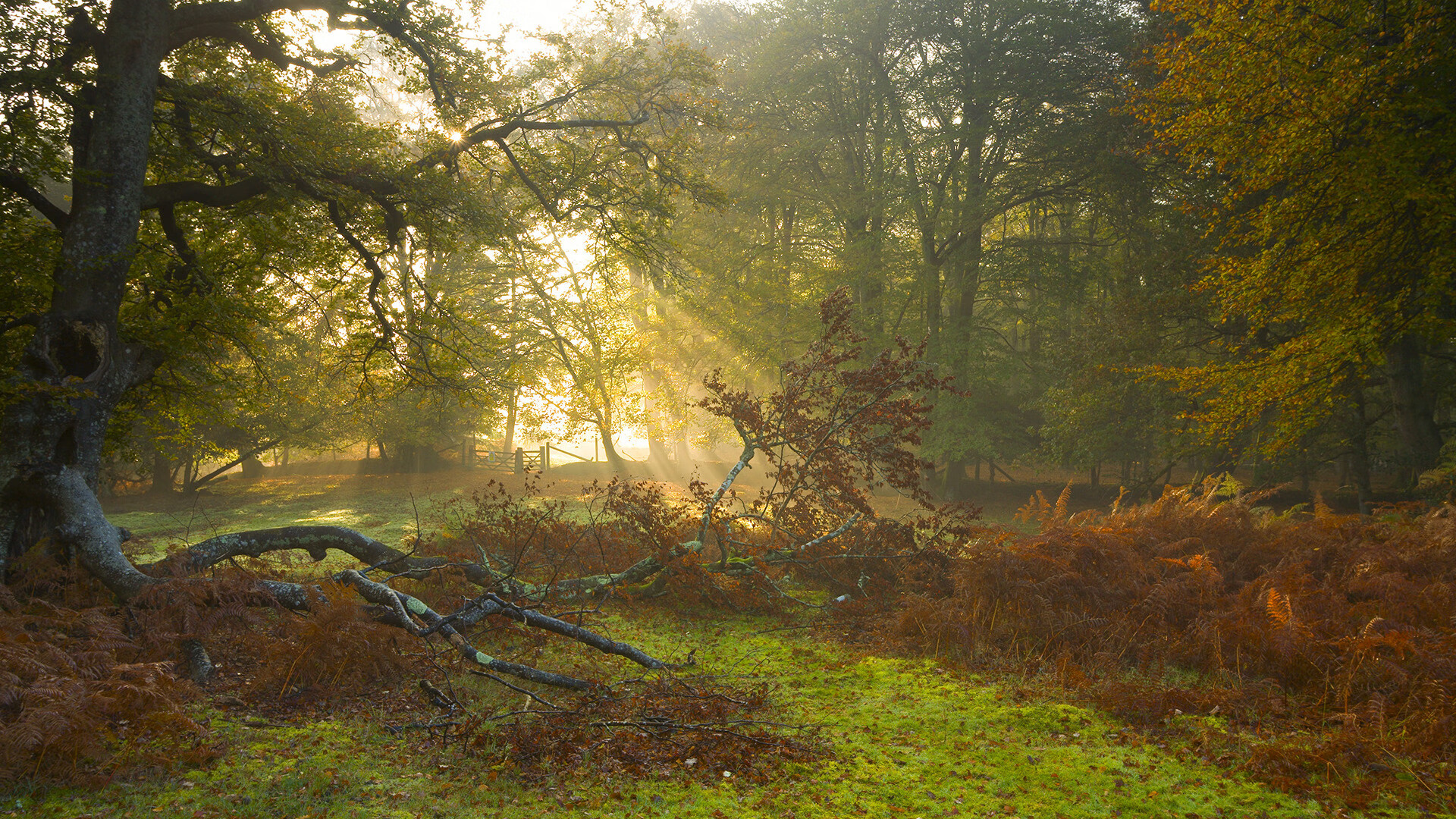 阿联酋男篮在西亚锦标赛中表现不俗，期待奥运出线